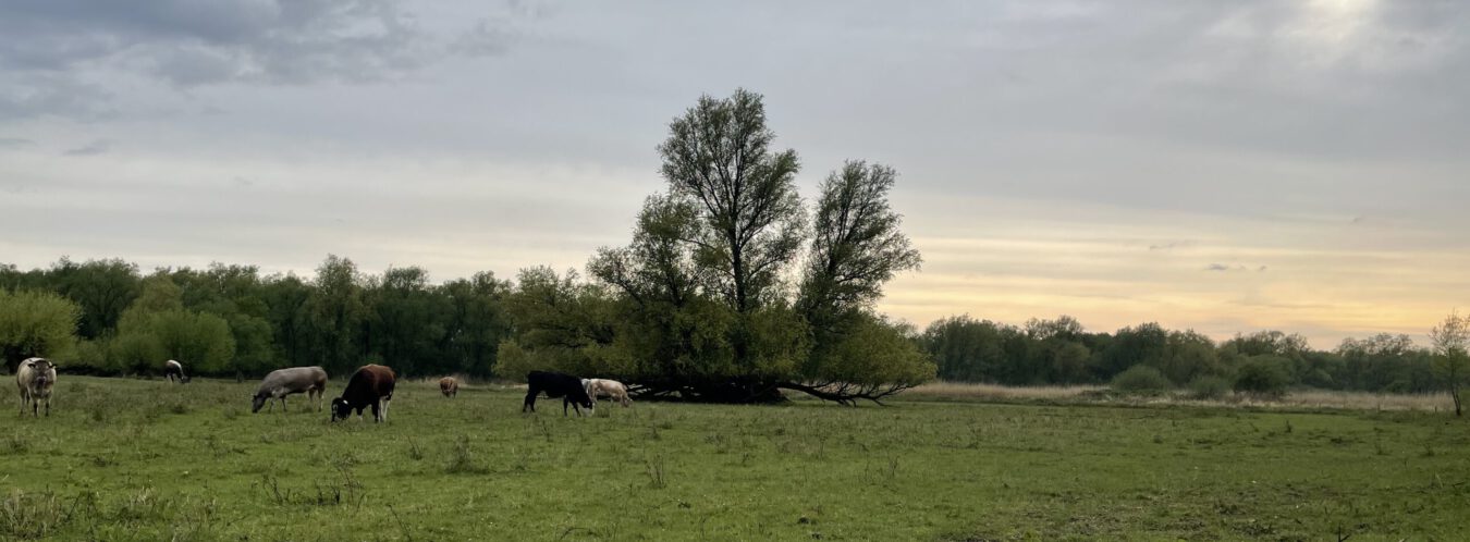 Faber boom & landschap
